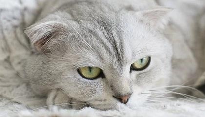 伊万正式上任：自豪成中国队主帅 首要目标18强赛